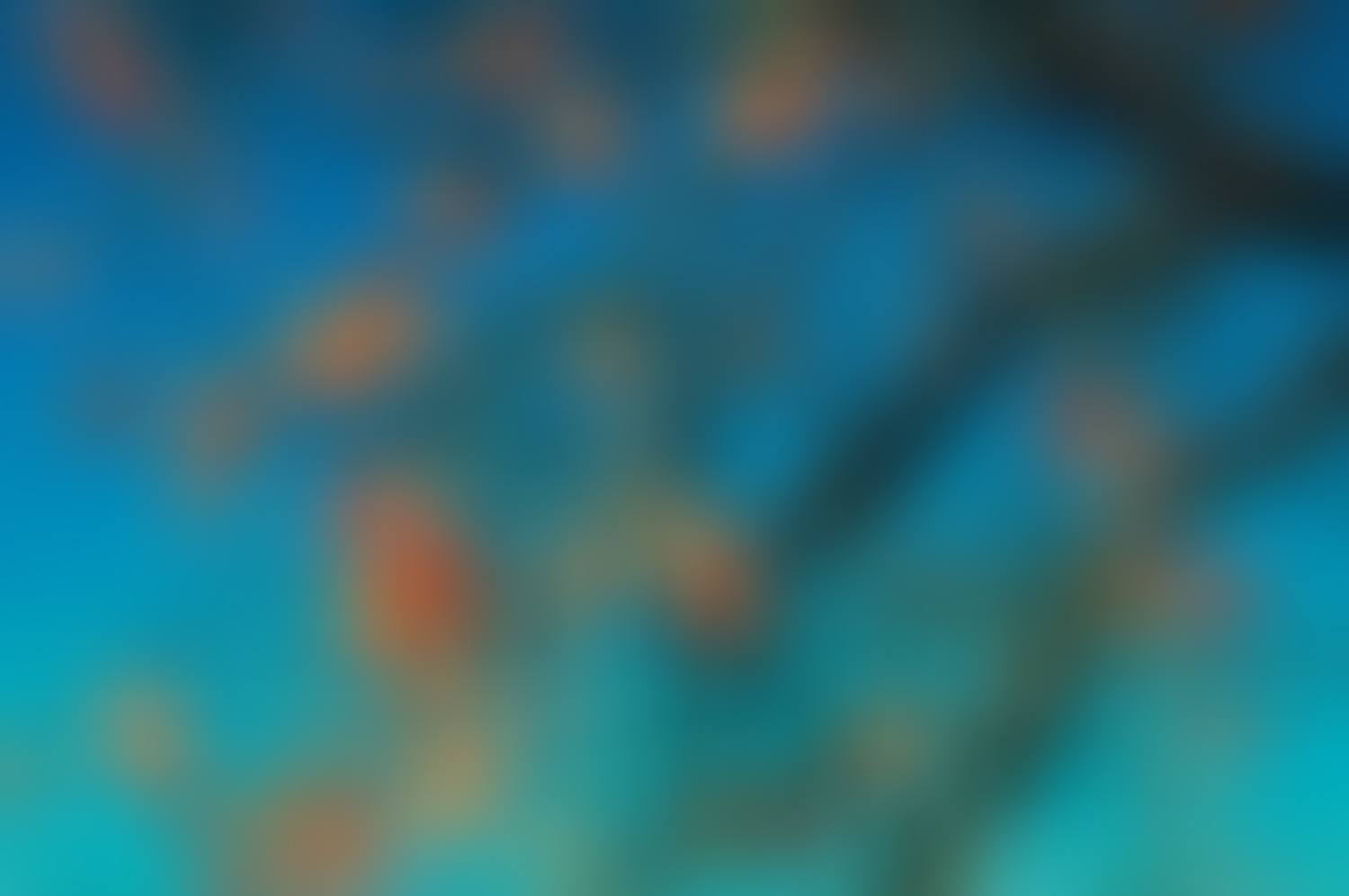 Persimmons (preview)