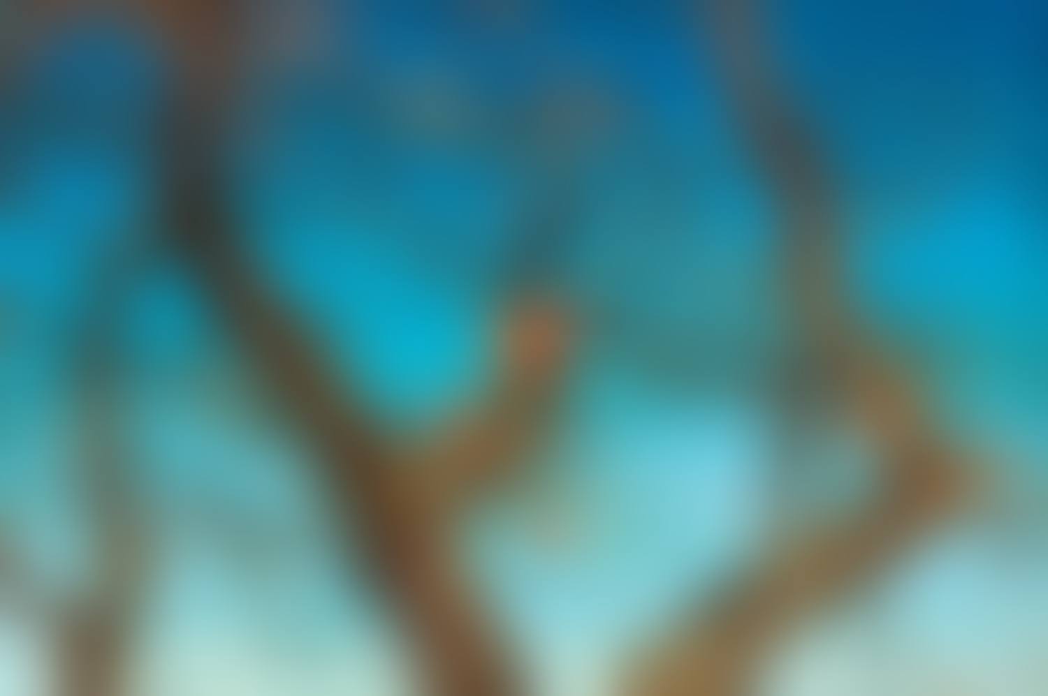Persimmons (preview)