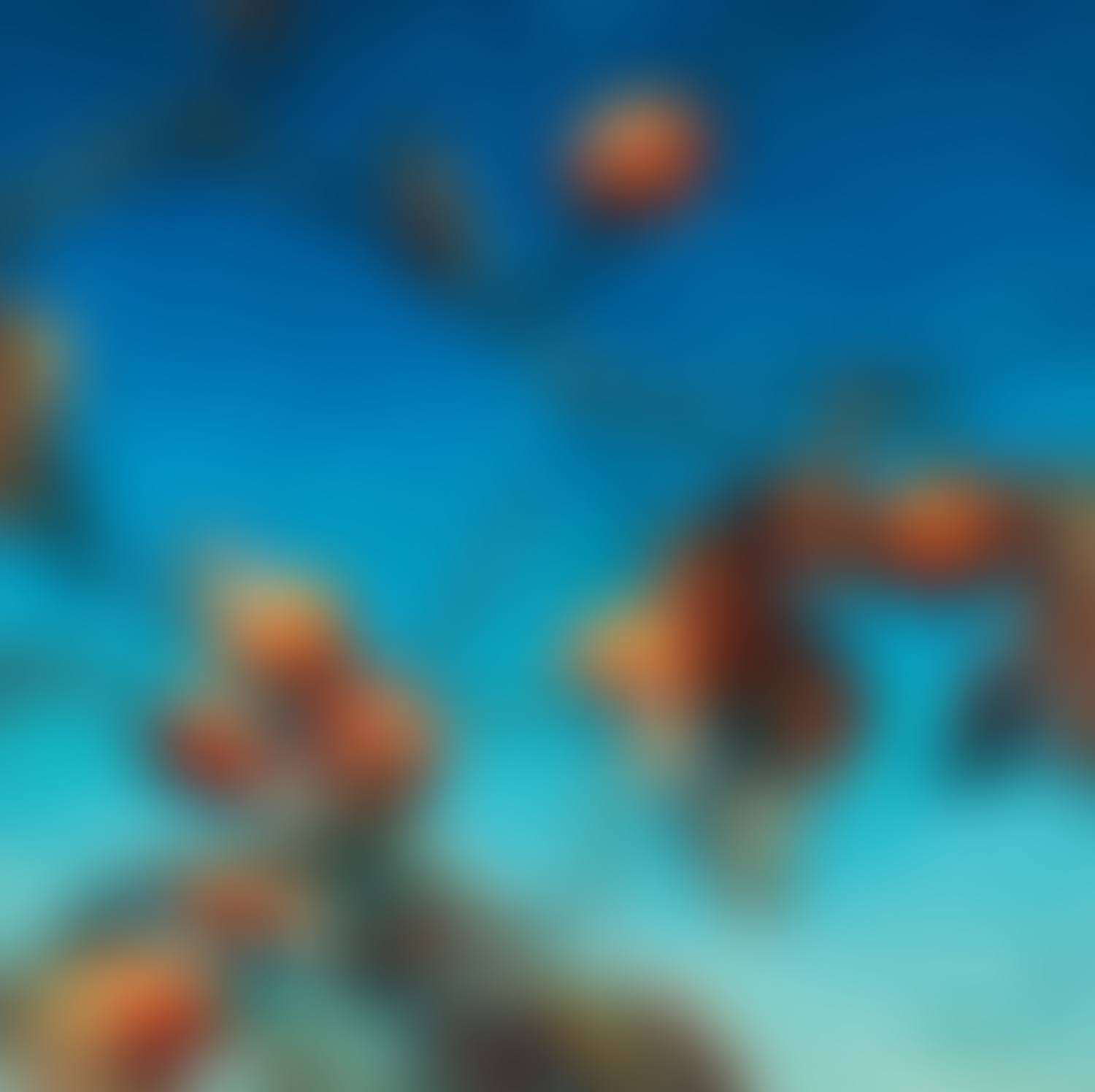 Persimmons (preview)