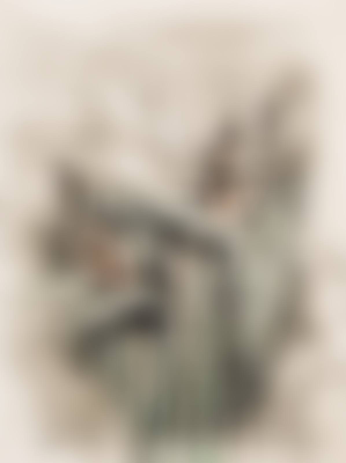 Strelitzia, from A Temple of Flora (D. & F. 12) (preview)