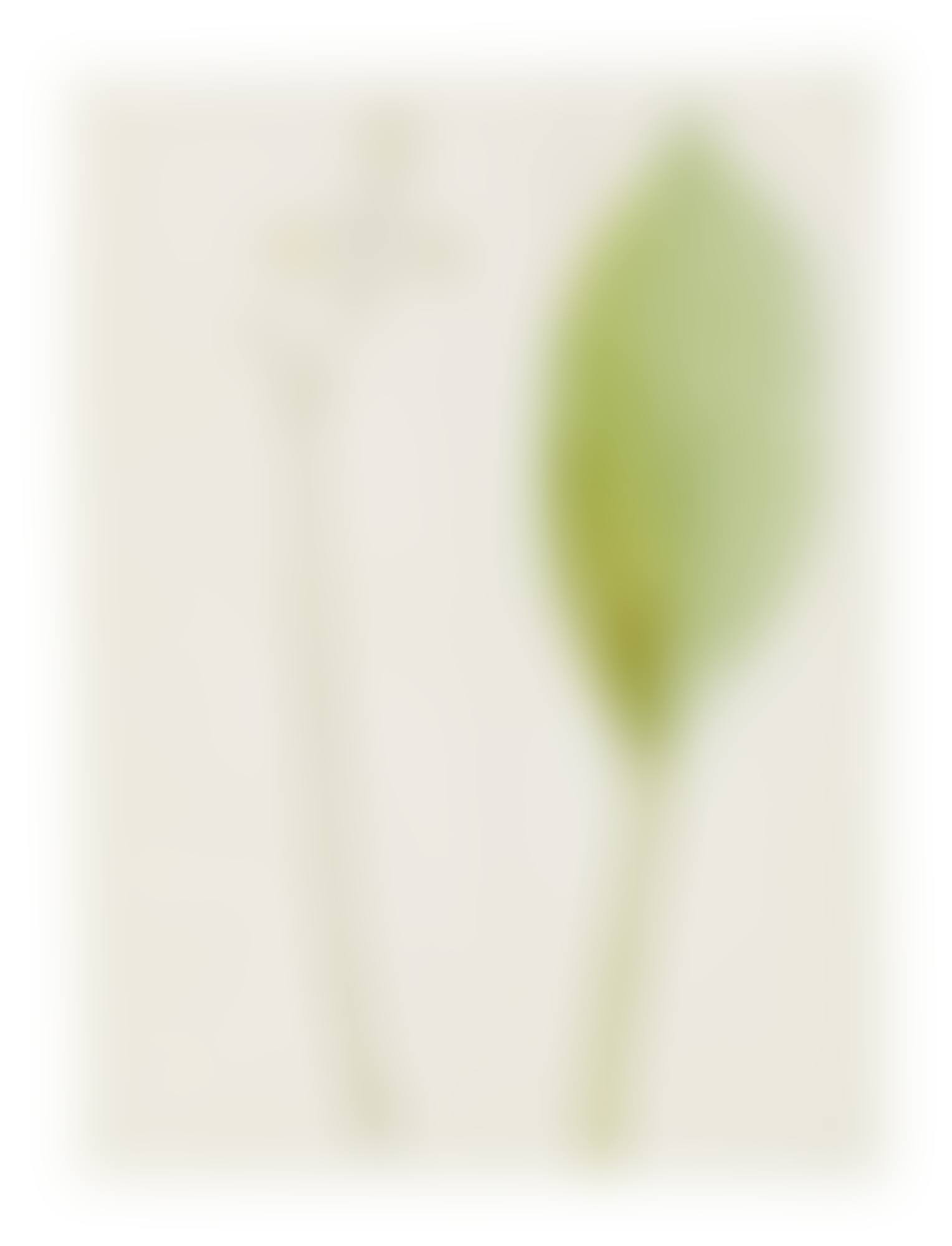 SAGITTARIA OVATA (SAGITTAIRE&nbsp;À FEUILLES OVALES) (preview)