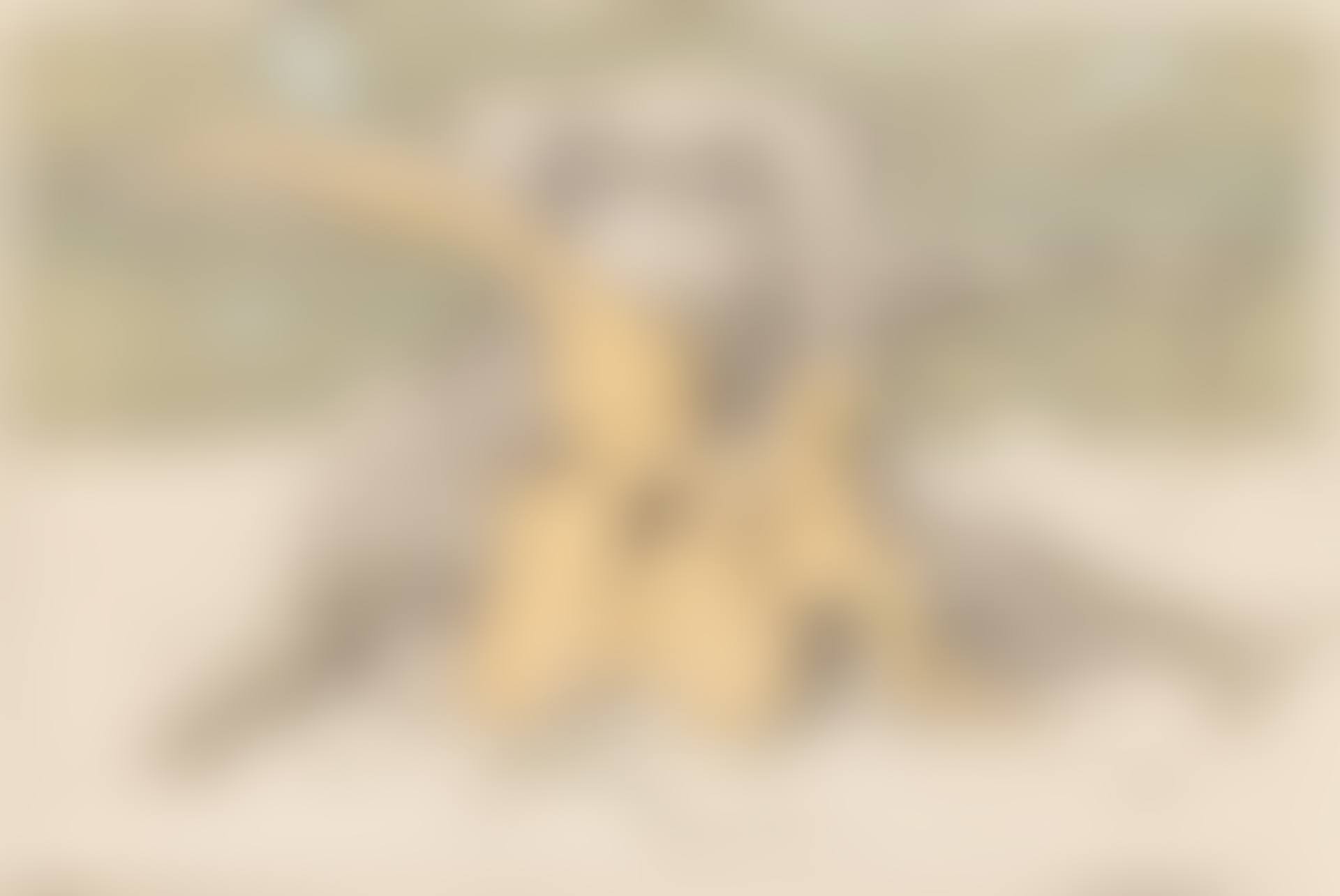 LE CHIEN (preview)
