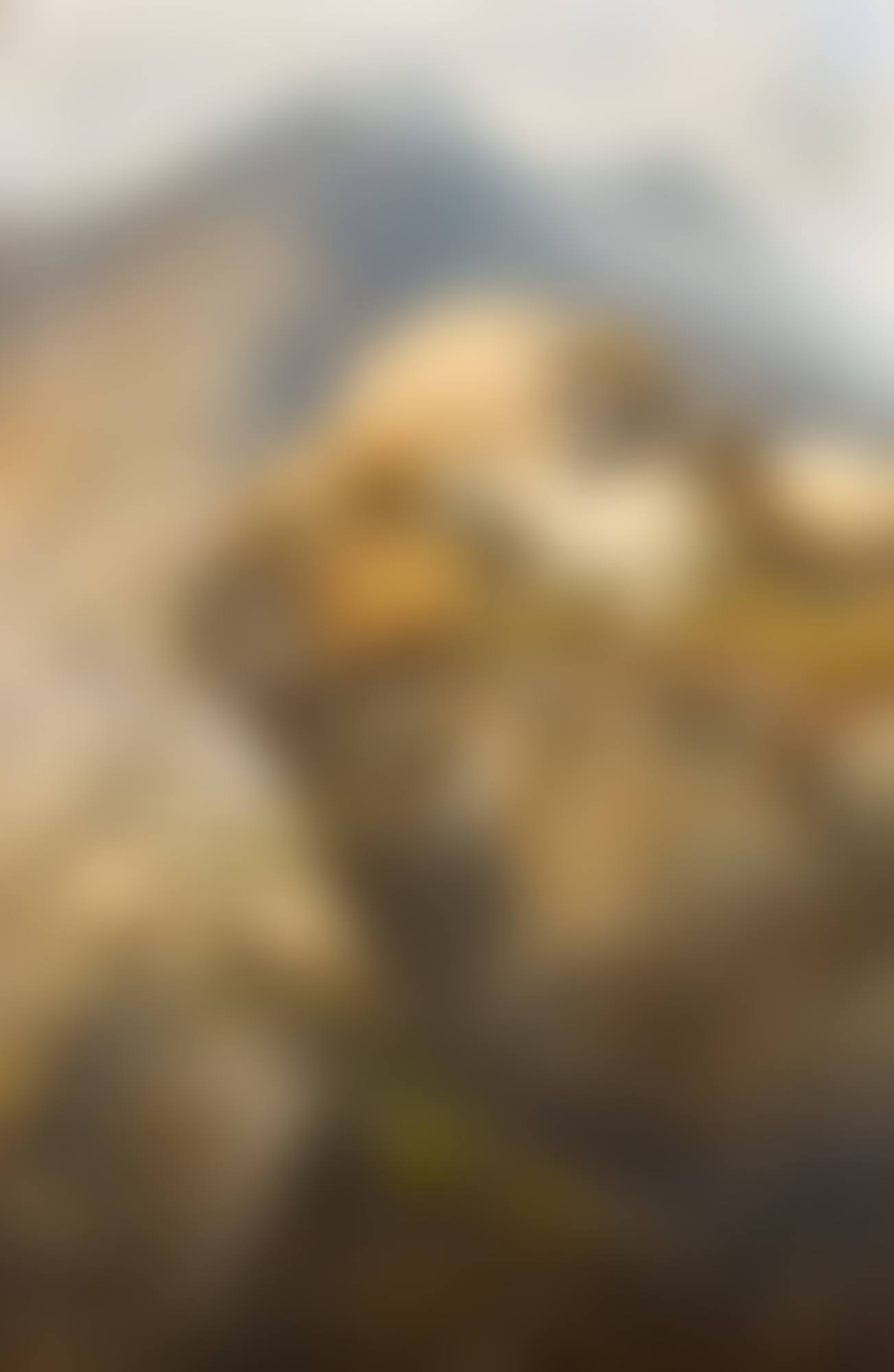 SHEEP IN THE ISLE OF SKYE (preview)