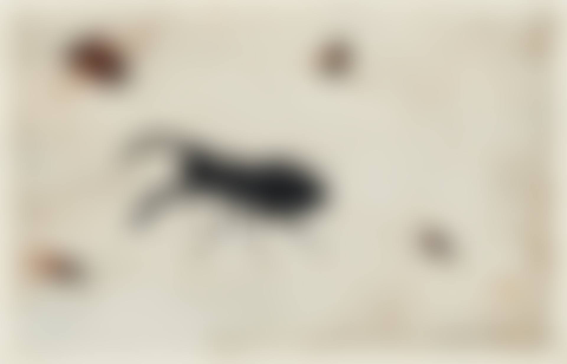A PAIR OF STUDIES OF A BEETLE AND OTHER INSECTS (preview)