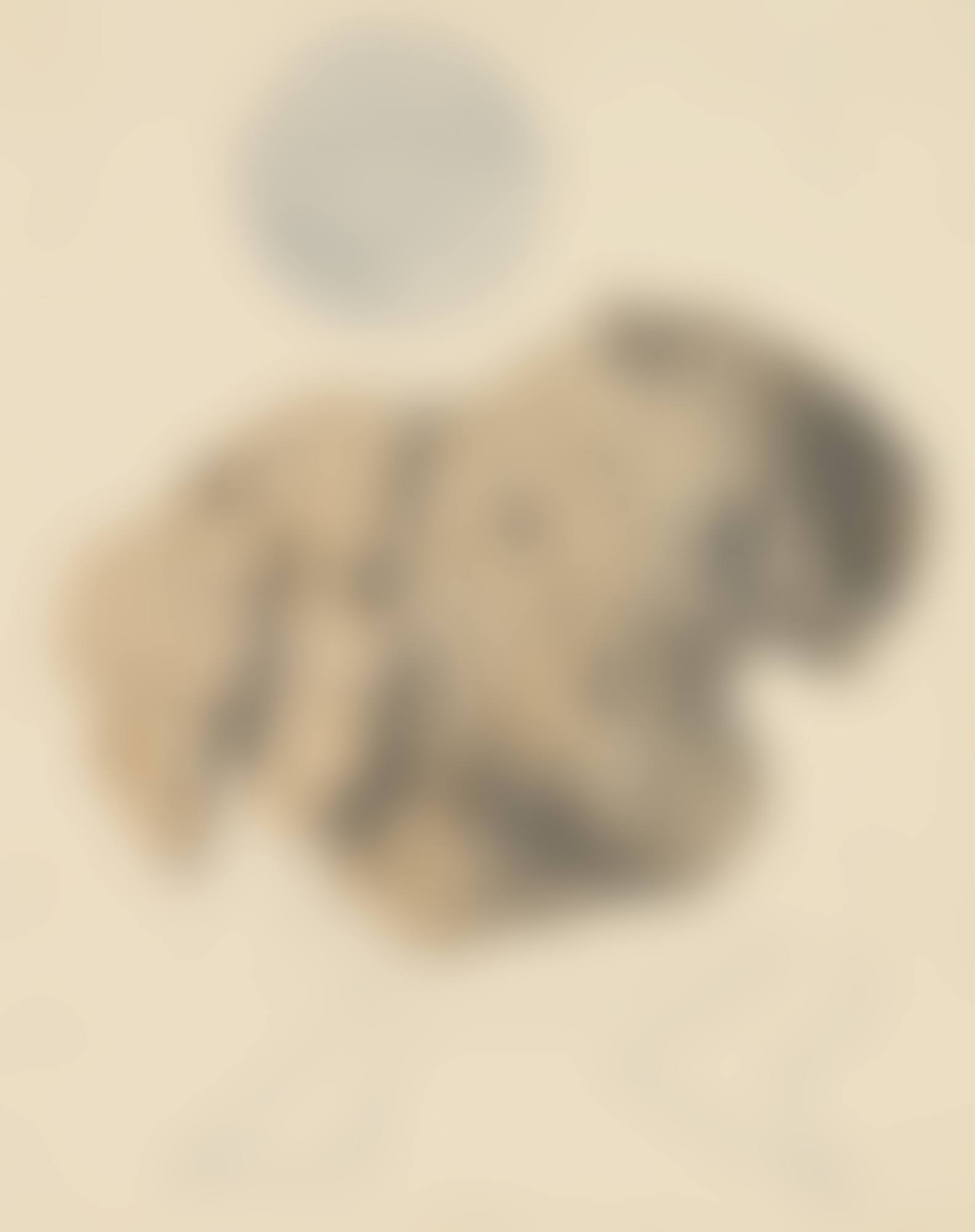 Loplop (preview)