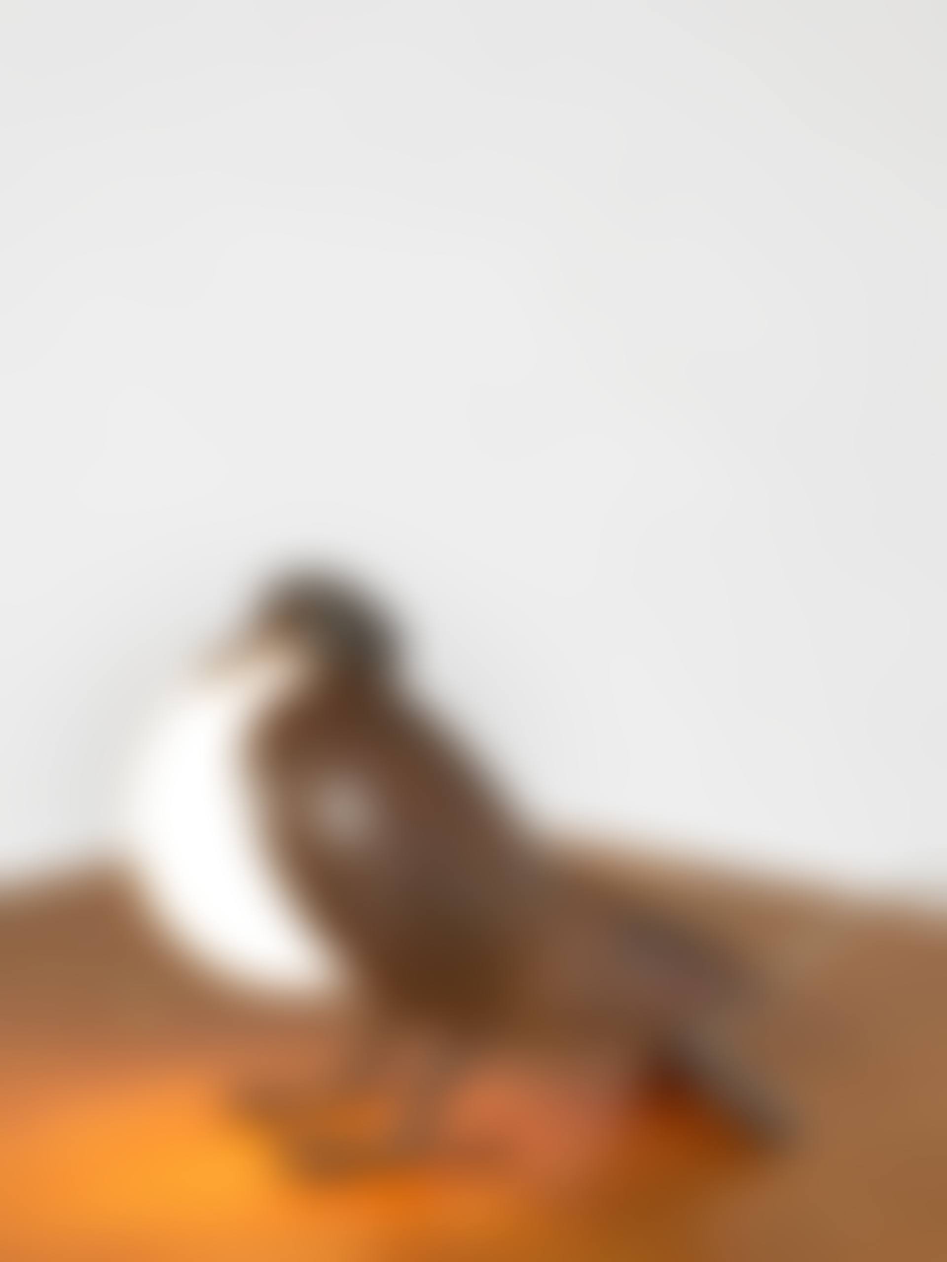 Lampe dite «Pigeon» (preview)