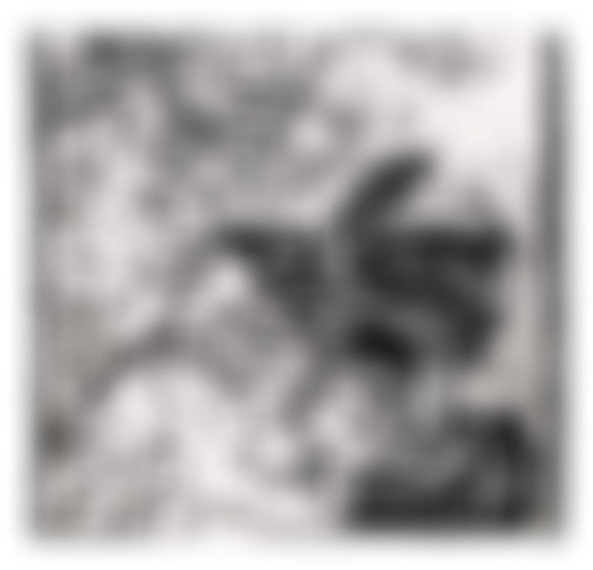 Swan Engraving Square III, from Swan Engravings (preview)