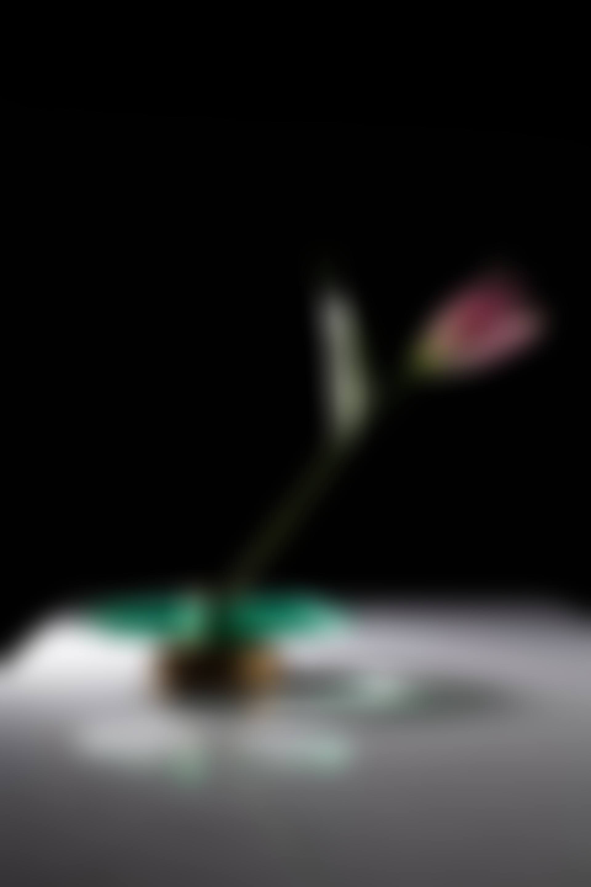 Vase (preview)
