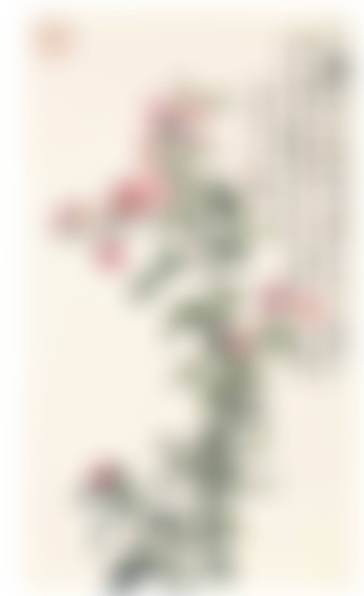 CHINESE FLOWERING APPLE (preview)