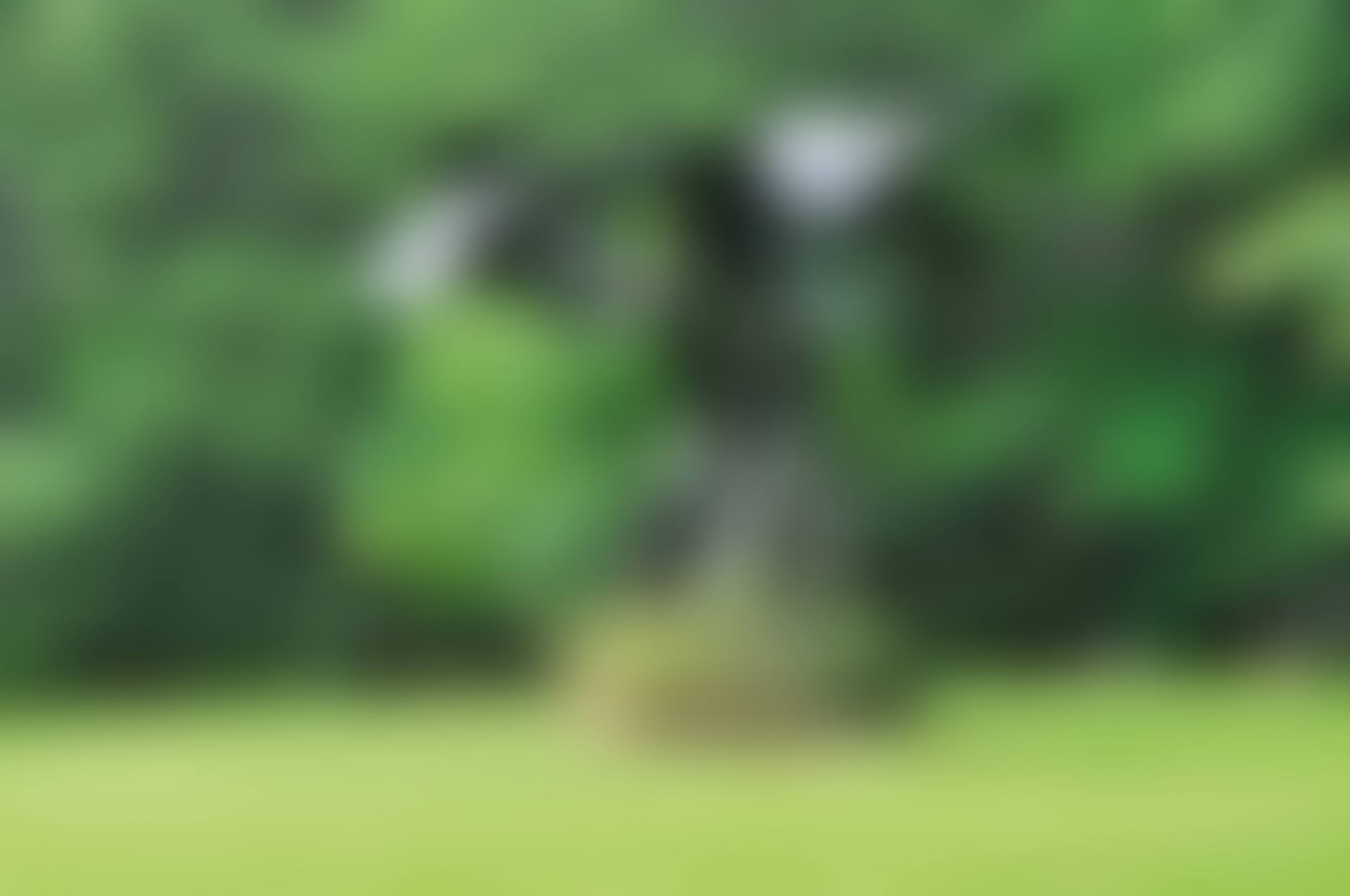 Œramen, la conscience est un arbre (preview)