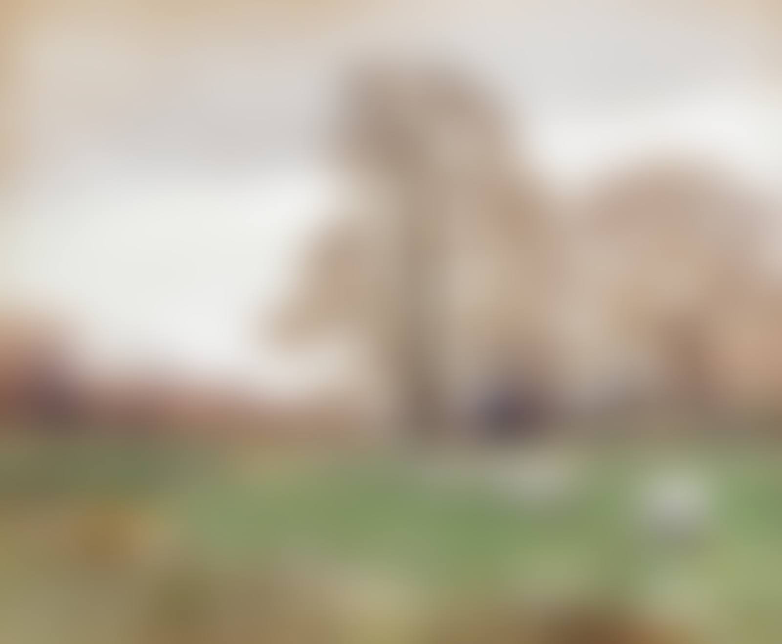 Sheep grazing a meadow (preview)