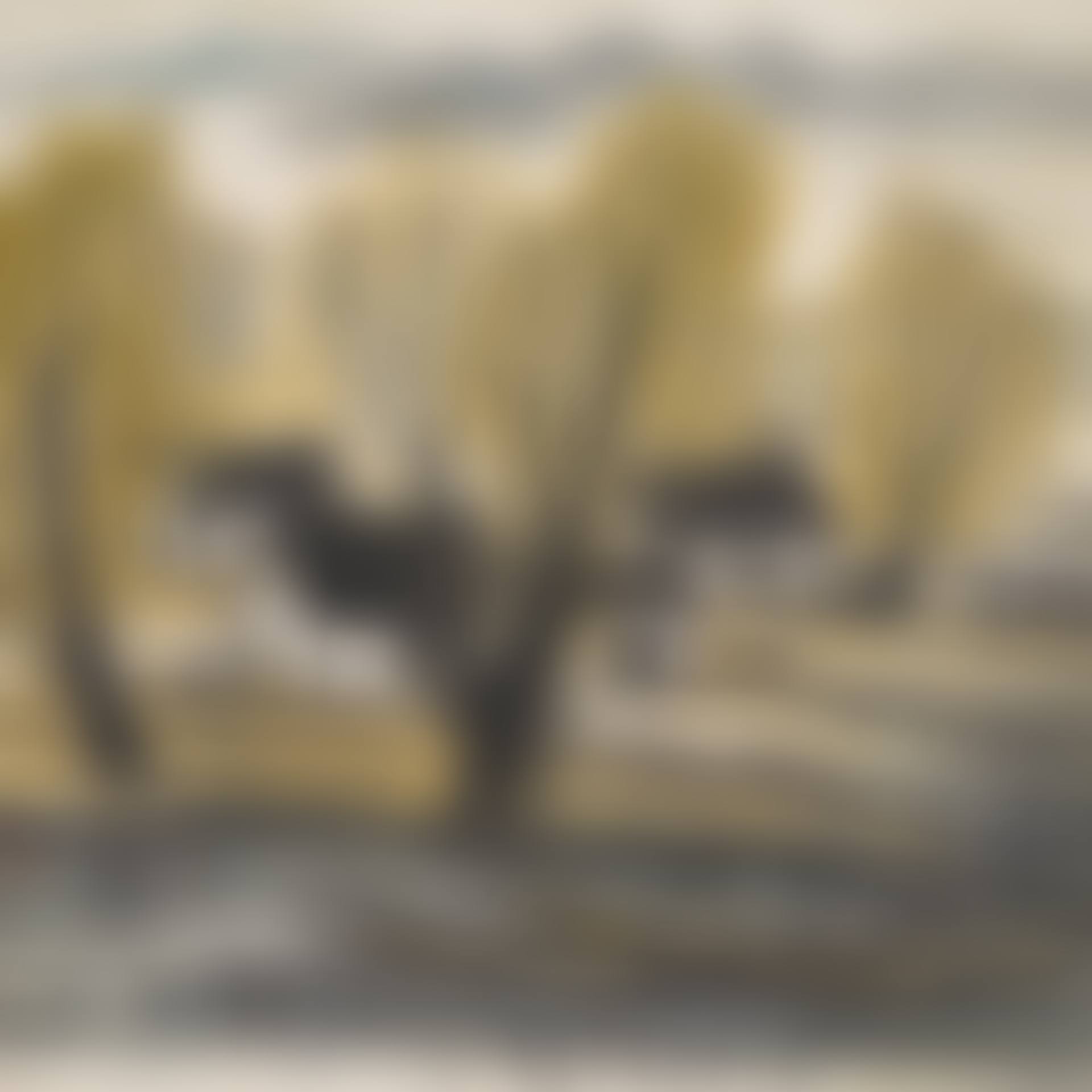 Willow Trees in Autumn (preview)