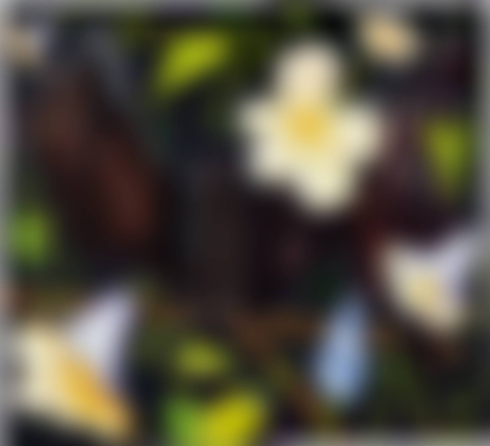 Moonflowers Close (preview)