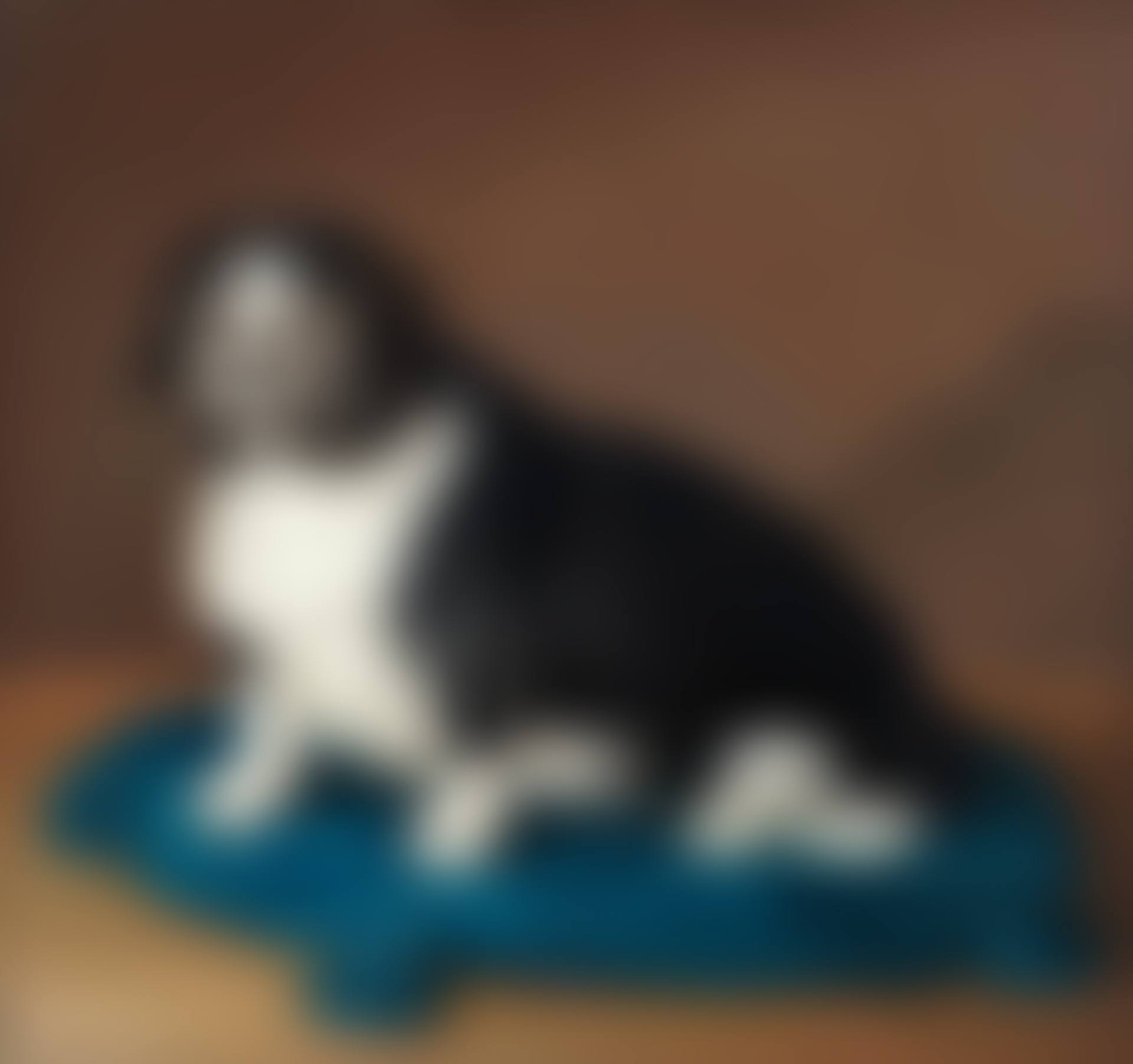 Dog on a blue cushion (preview)