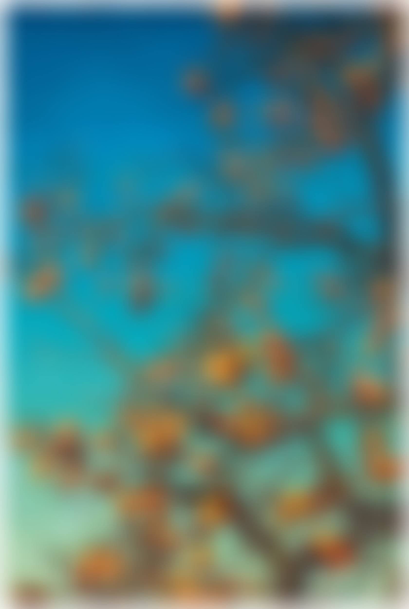 Persimmons (preview)