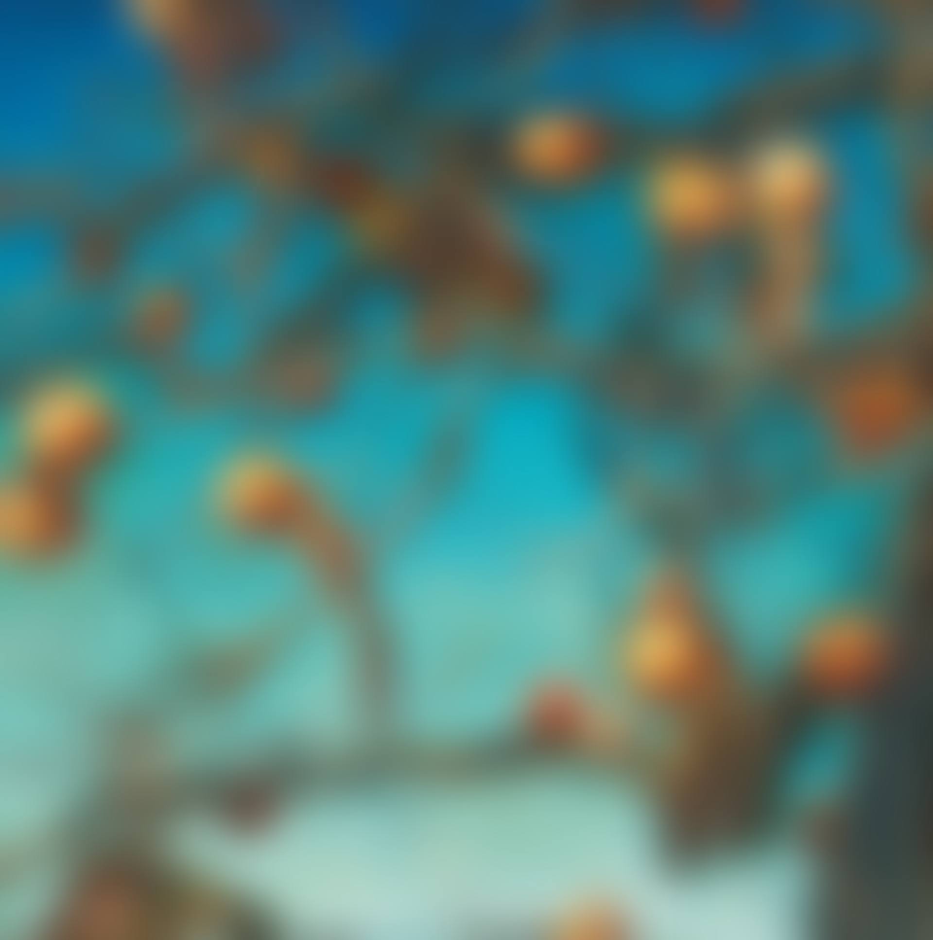 Persimmons (preview)