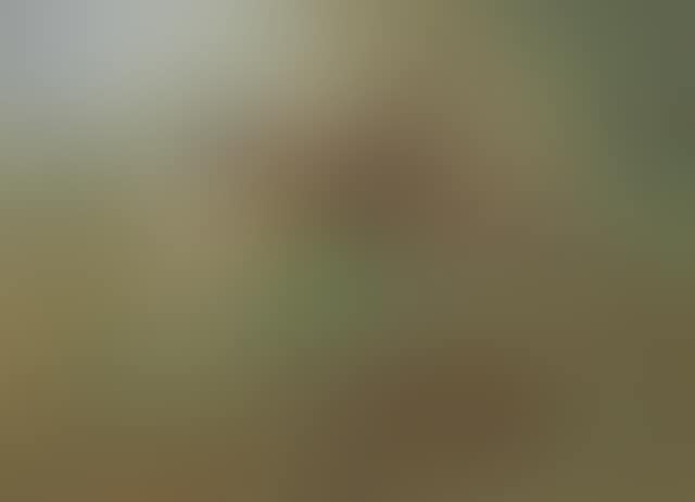 Pheasant in flight (preview)