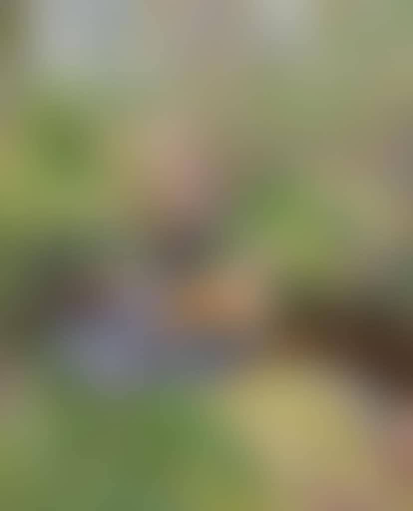 Woodland brook (preview)