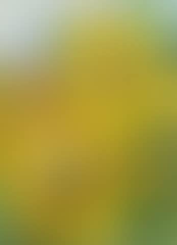 Suzerain Sunflowers, 1960 (preview)