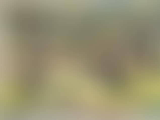 Olive trees II (preview)