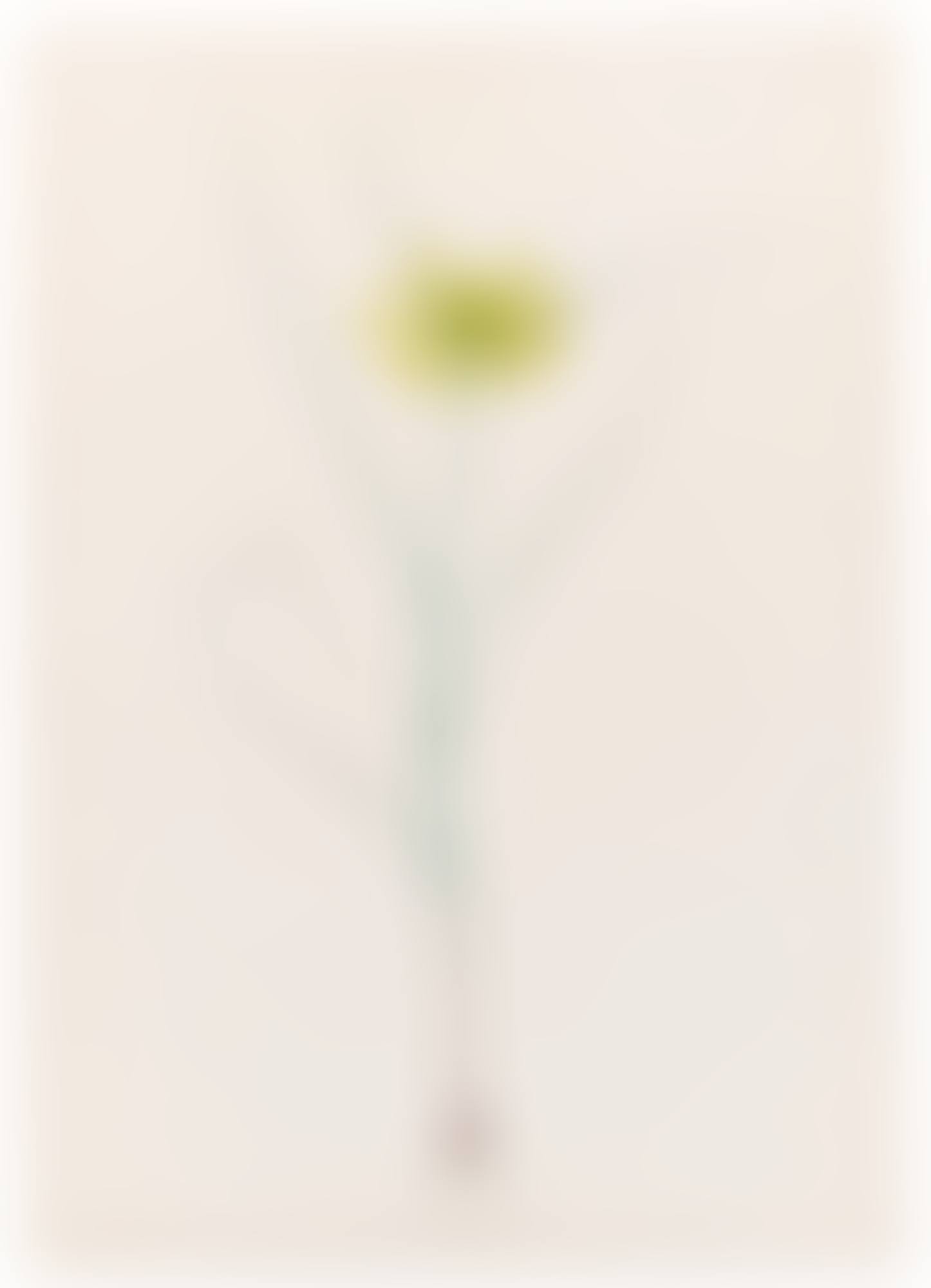 AIL JAUNE (ALLIUM FLAVUM) (preview)