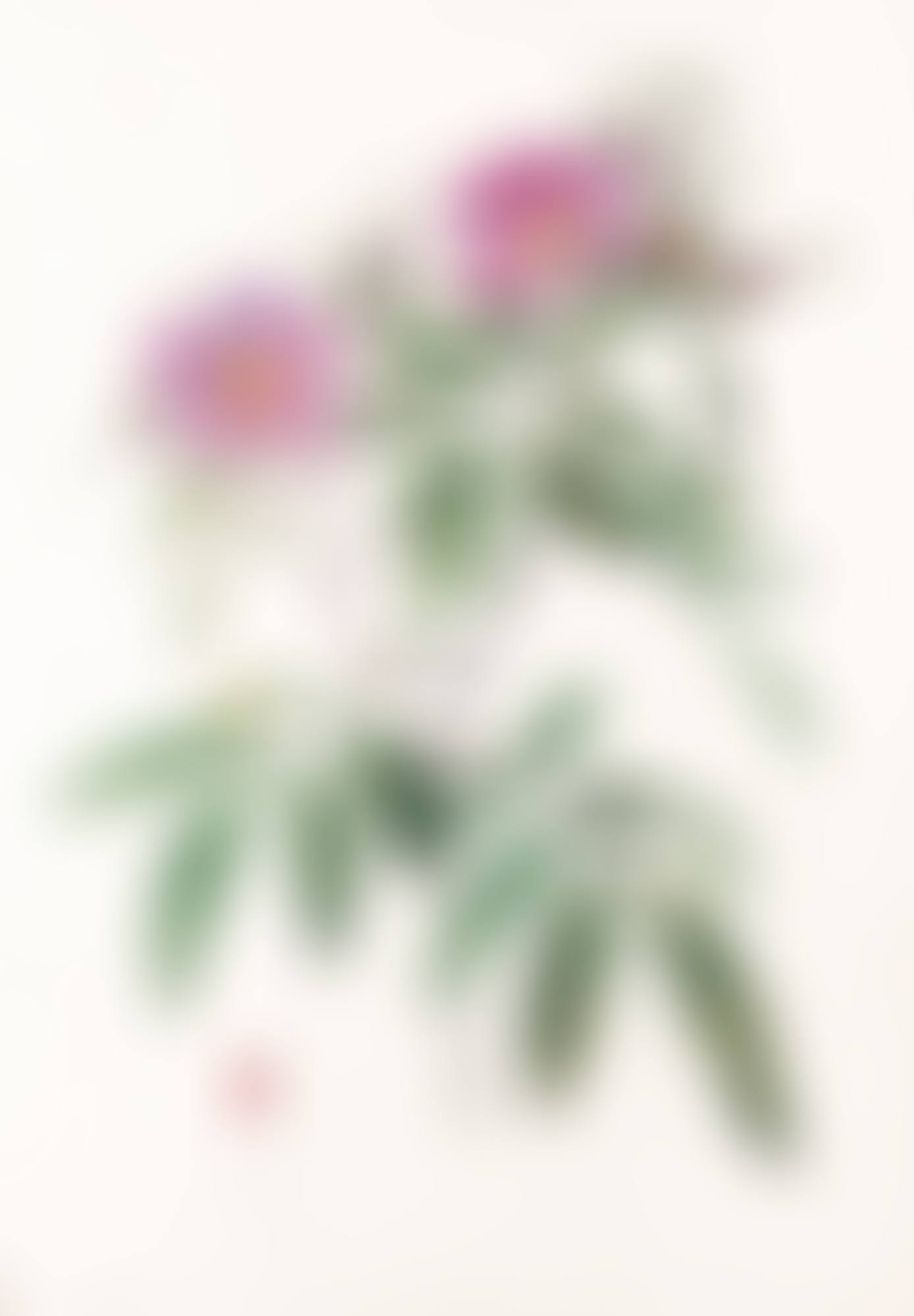 ROSA HUDSONIANA SALICIFOLIA (preview)