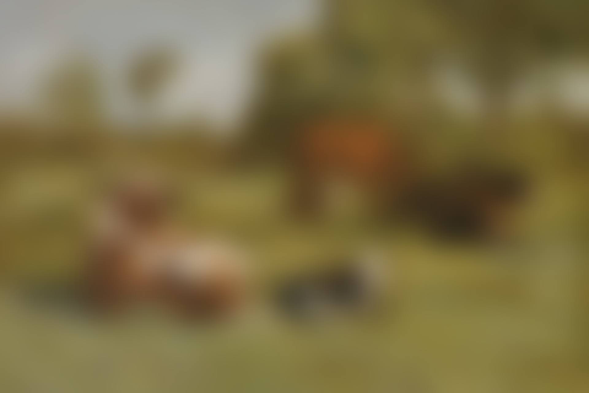 ENVIRONS D'HONFLEUR, VACHES AU PÂTURAGE (preview)