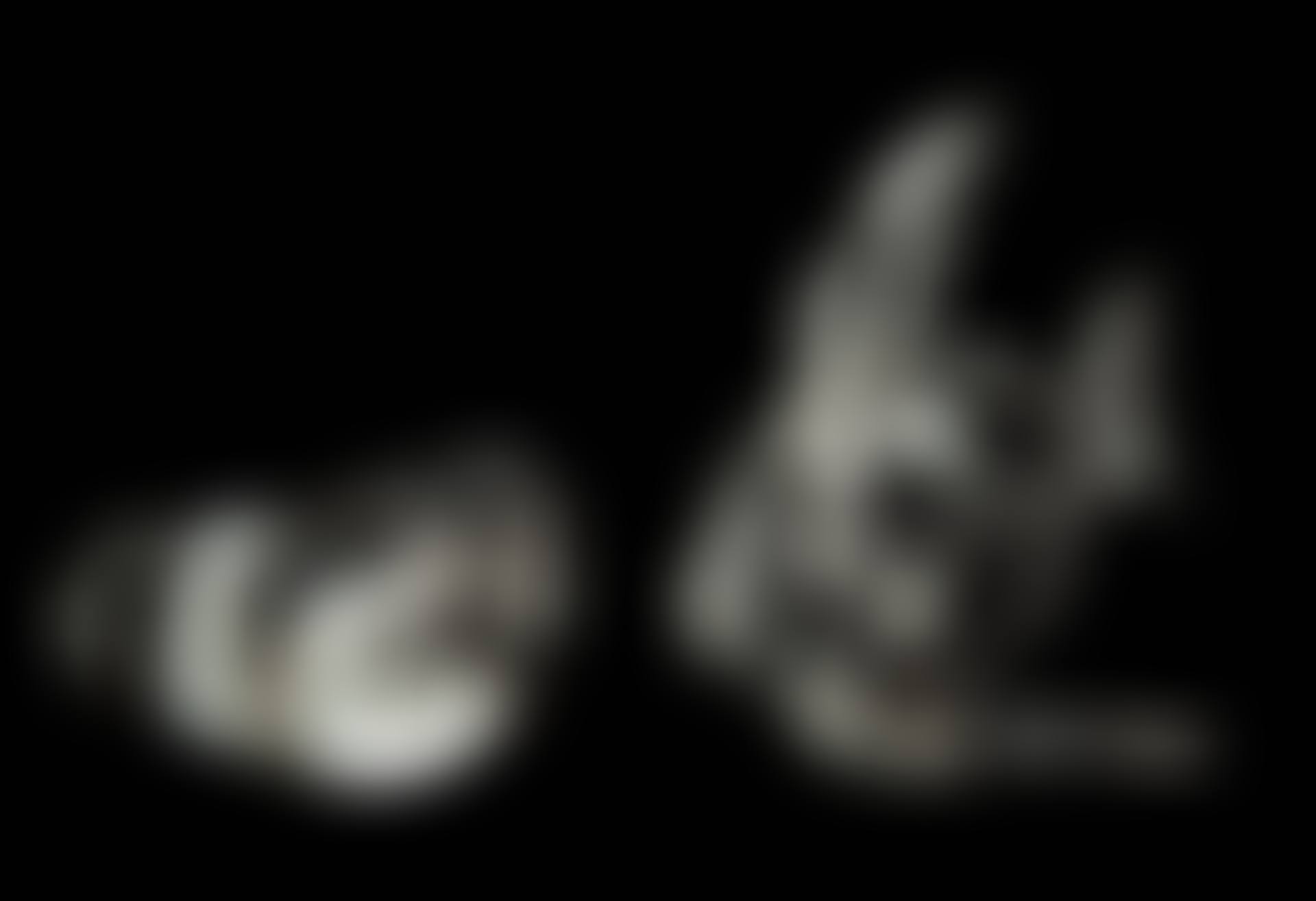 Steuben Large Tropical Fish & Walrus with Sterling Silver Tusks (preview)