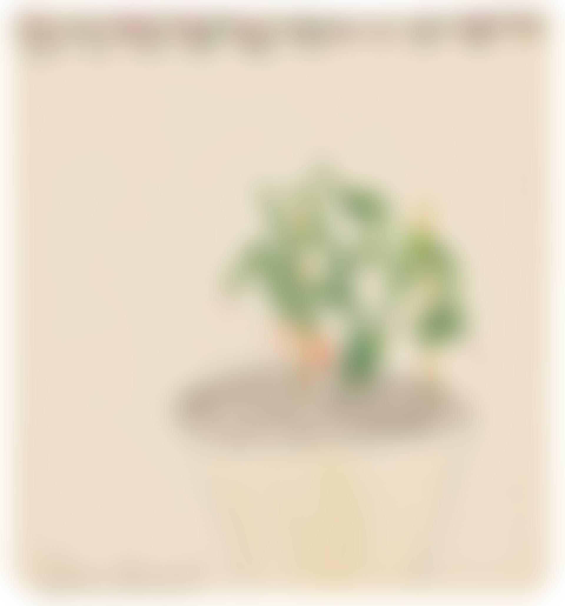 Cactus (preview)
