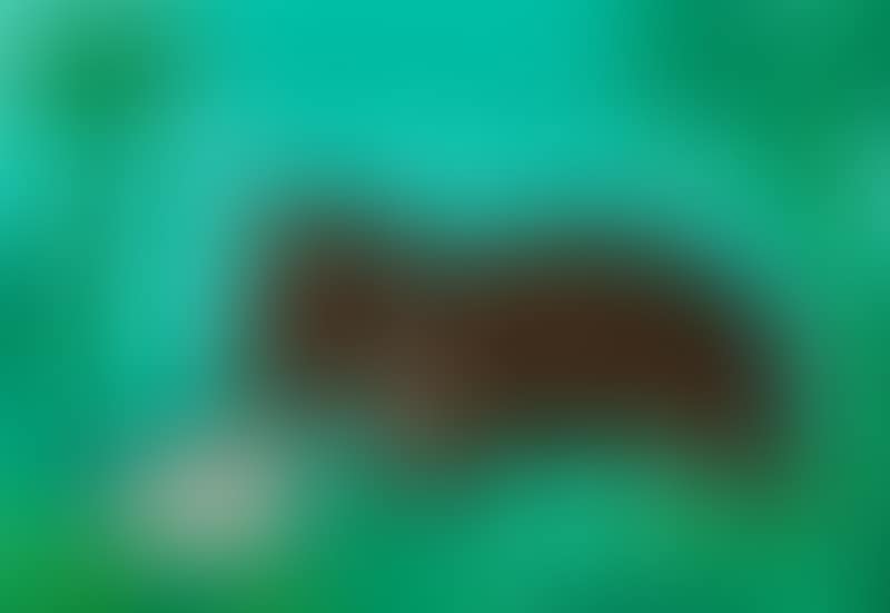 Hippopotamus with young (preview)
