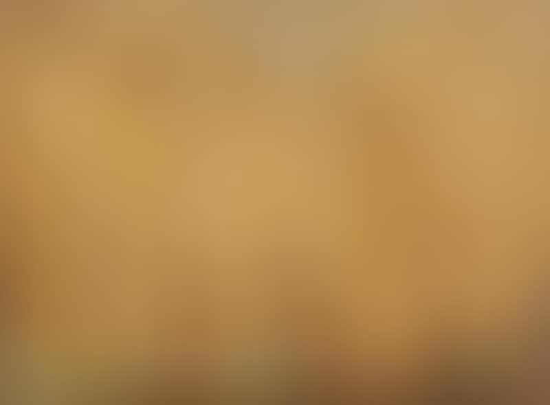 Cornfield (preview)