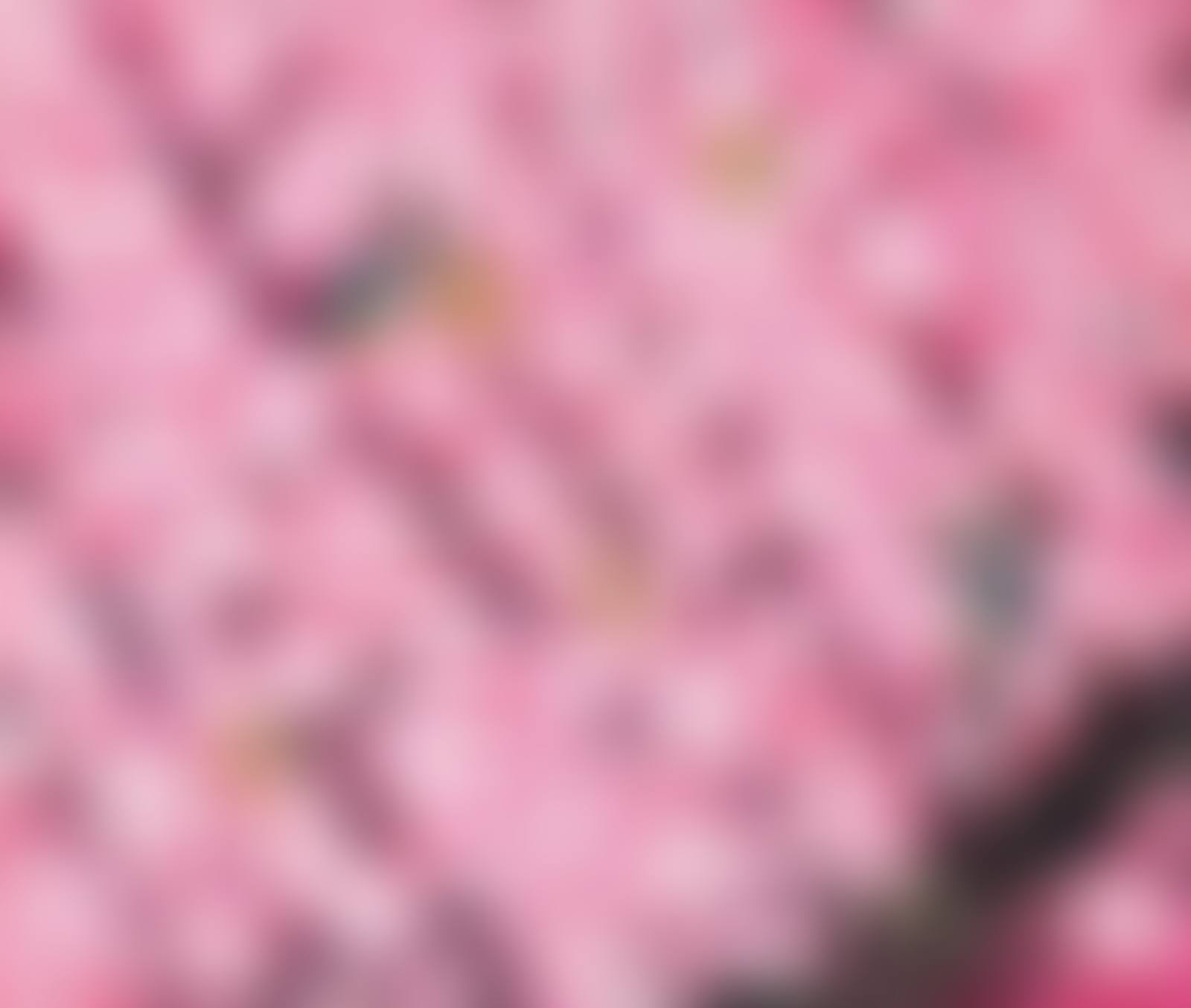 Cherry Blossom (preview)