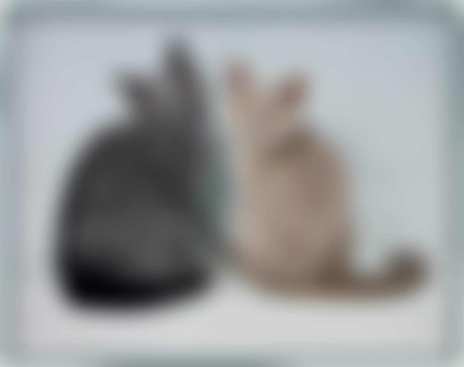 Two British Shorthair Cats (BSH) (preview)