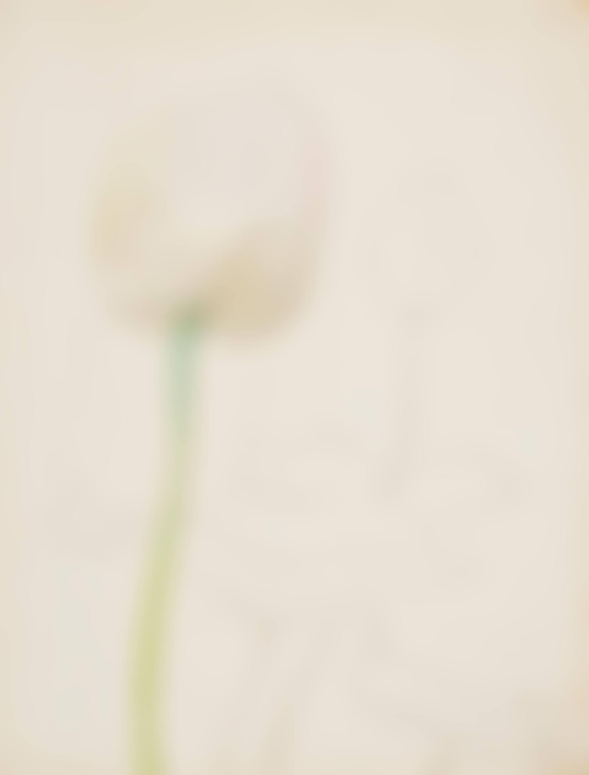 Tulips (preview)