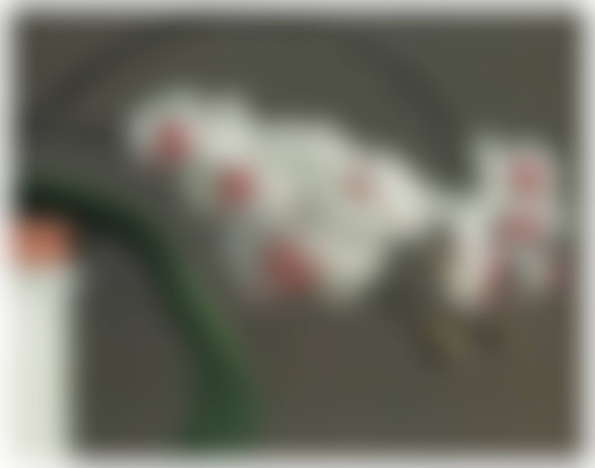 Orchidee II (preview)
