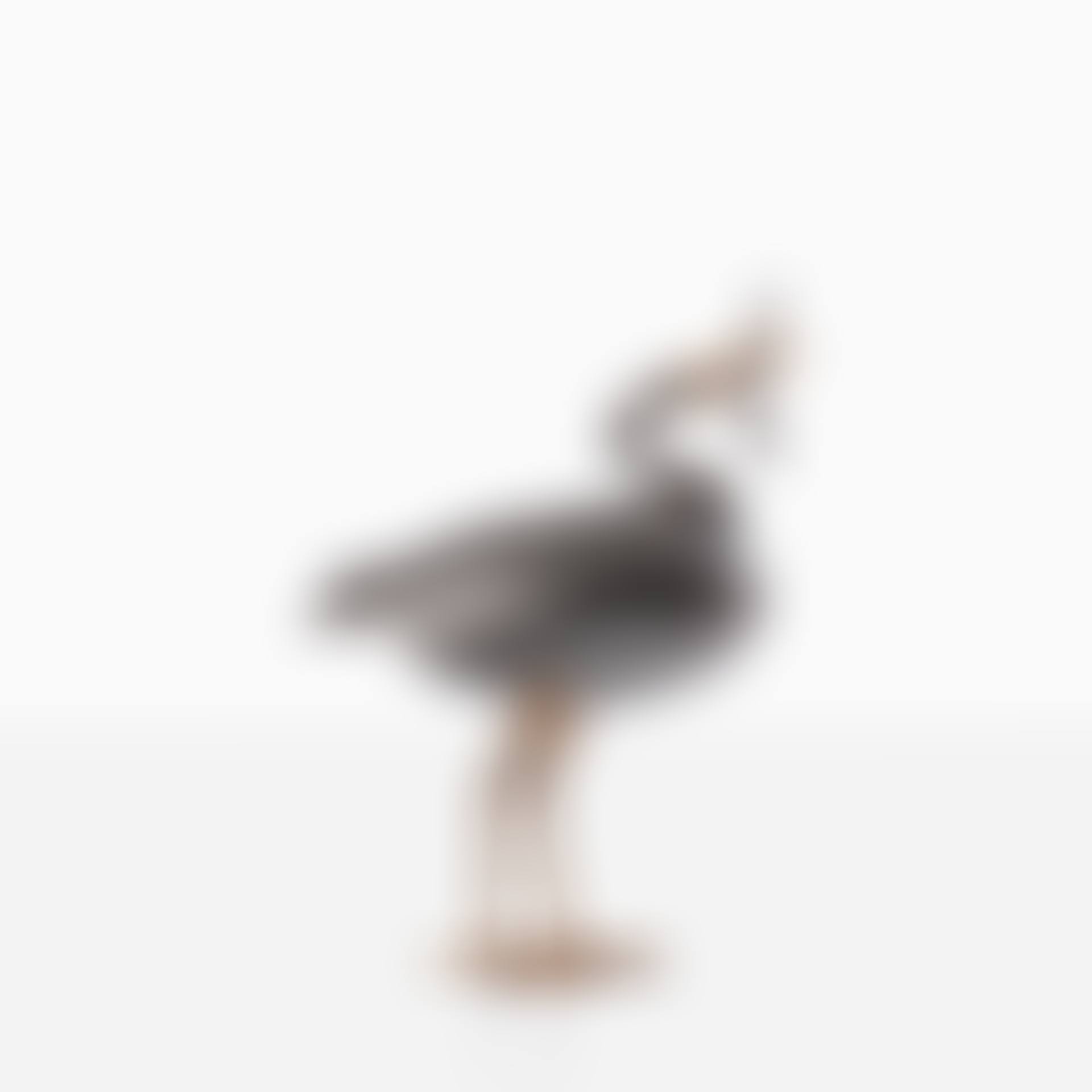 Oiseau de Pauline (preview)