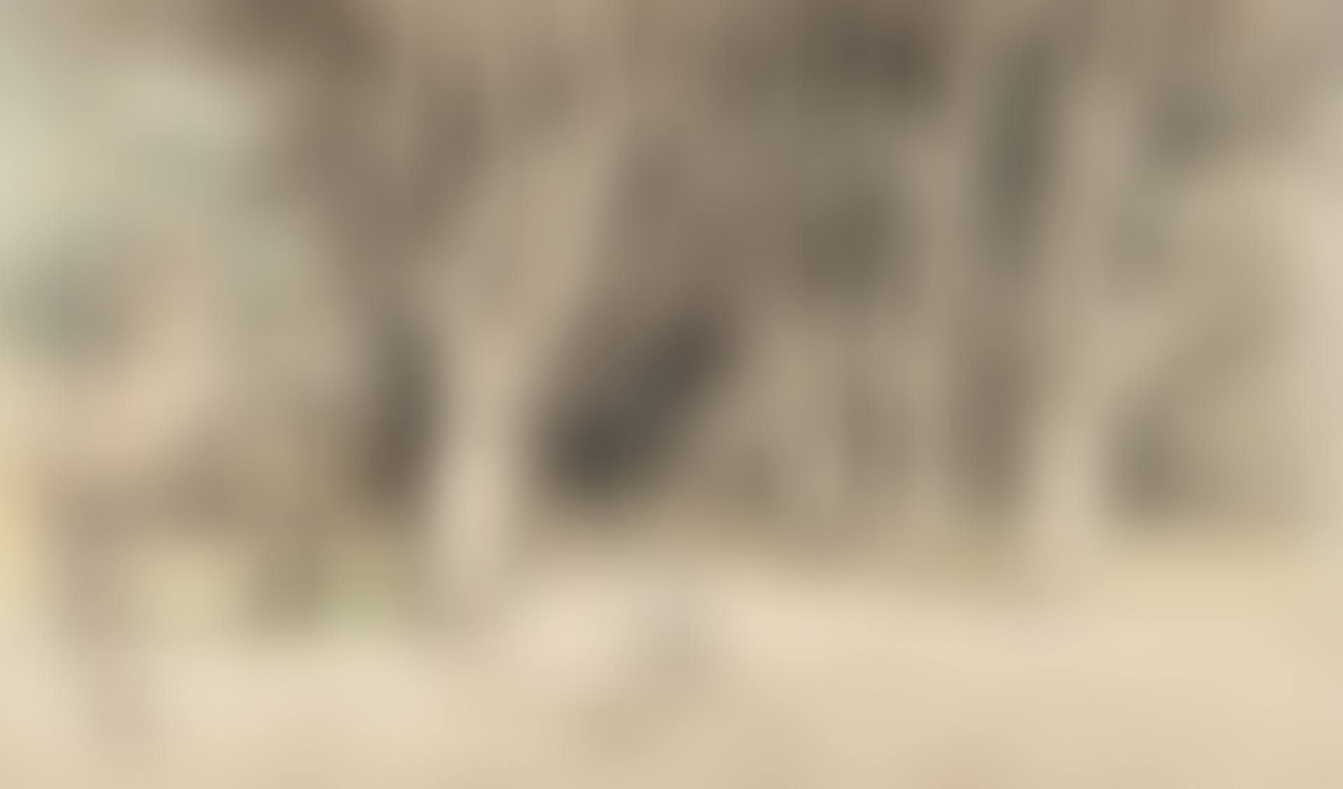 Dresden: Park landscape (preview)