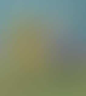 Landscape (preview)