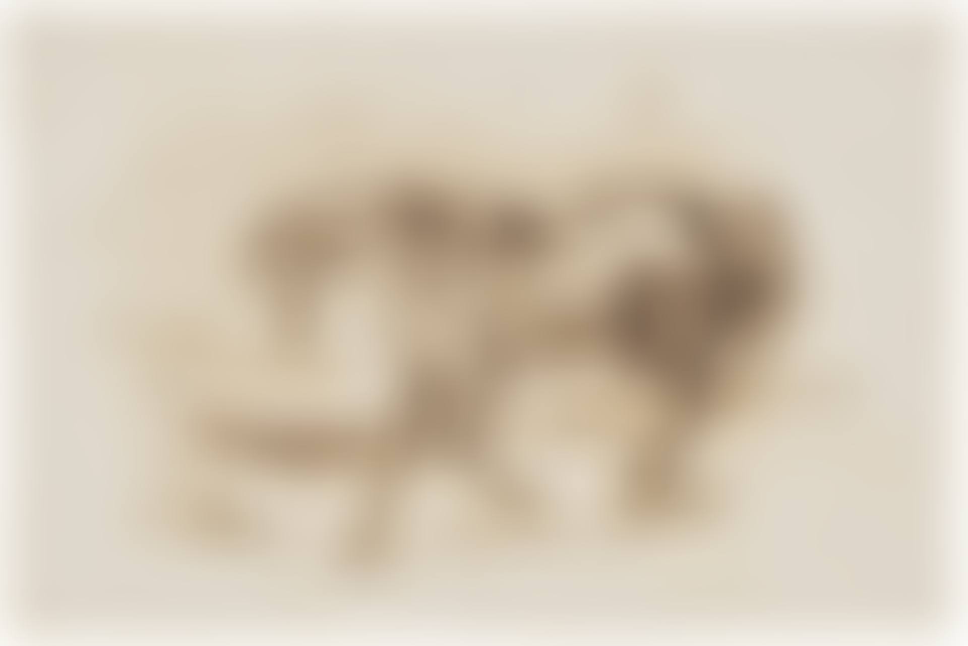 Cheval en liberté (preview)
