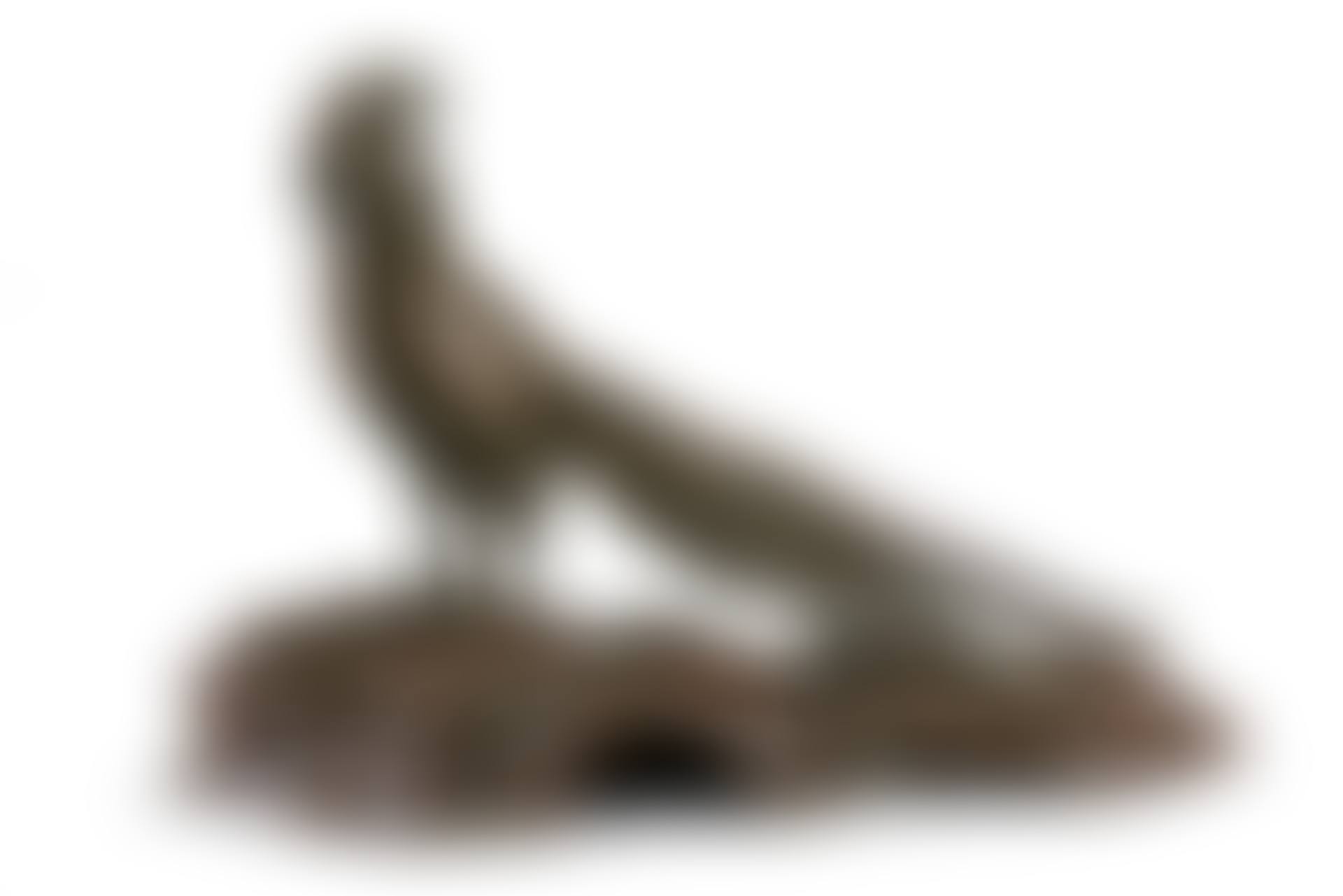 Japanese pheasant (preview)