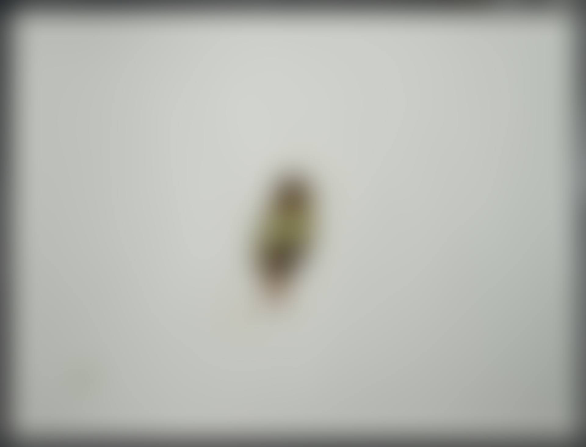 Small Bird of the Islands, January 10, 1989, 2014 (preview)