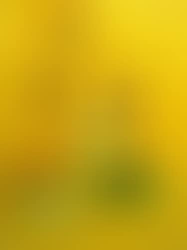 Nature morte au bouquet de fleurs (preview)