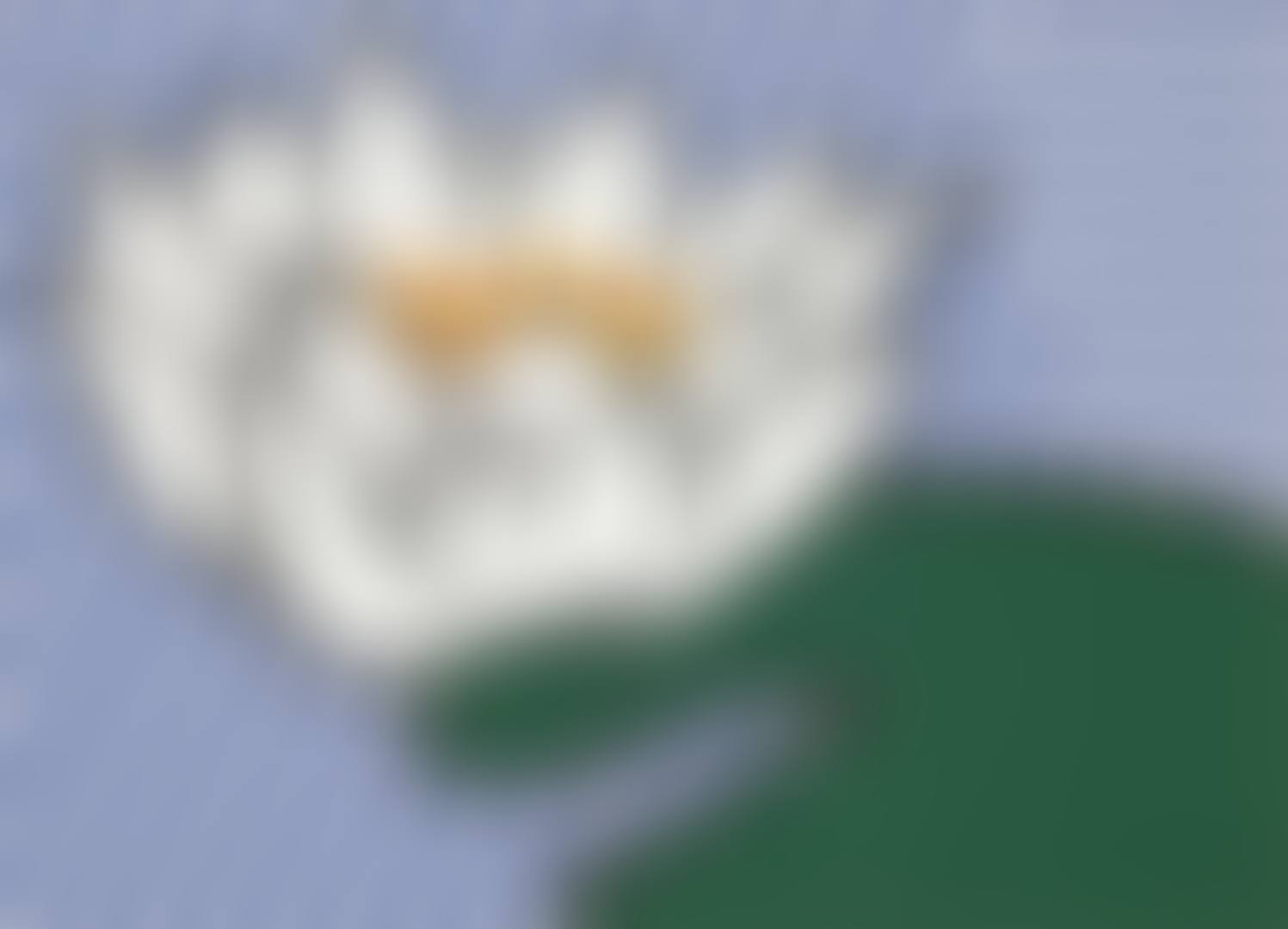 Water Lily (preview)