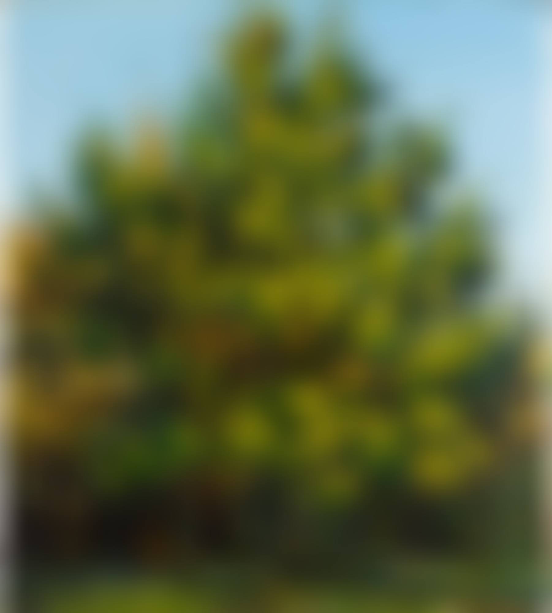 Trees (preview)
