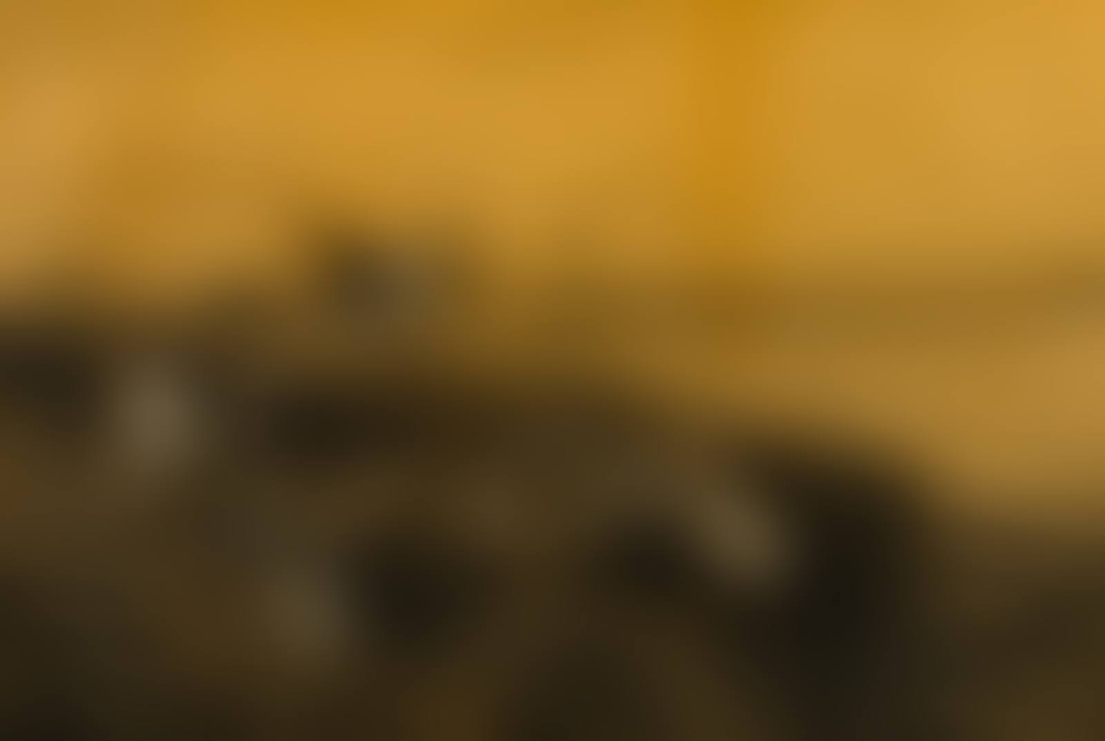 GROUSE OVER A LANDSCAPE (preview)