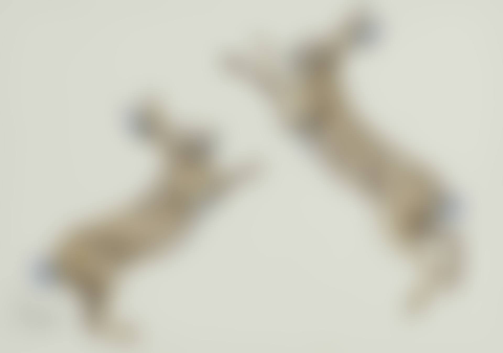 BOXING HARES (preview)