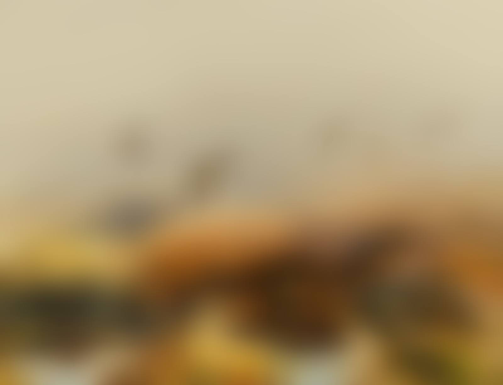 WOODCOCKS IN FLIGHT (preview)