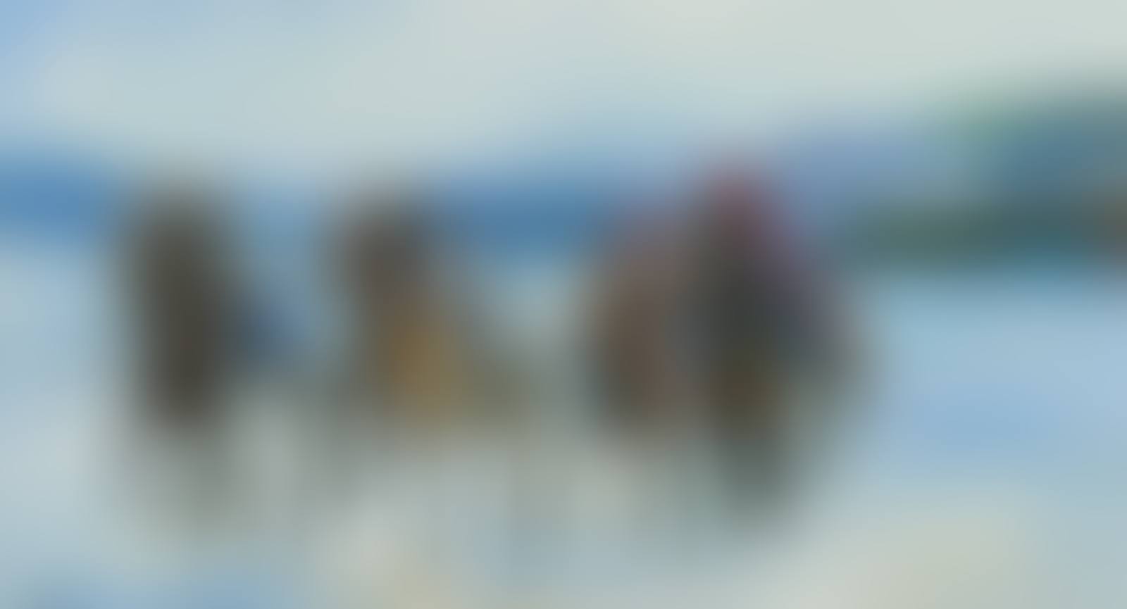 HORSES RACING AT DOWNINGS SEAFRONT (preview)