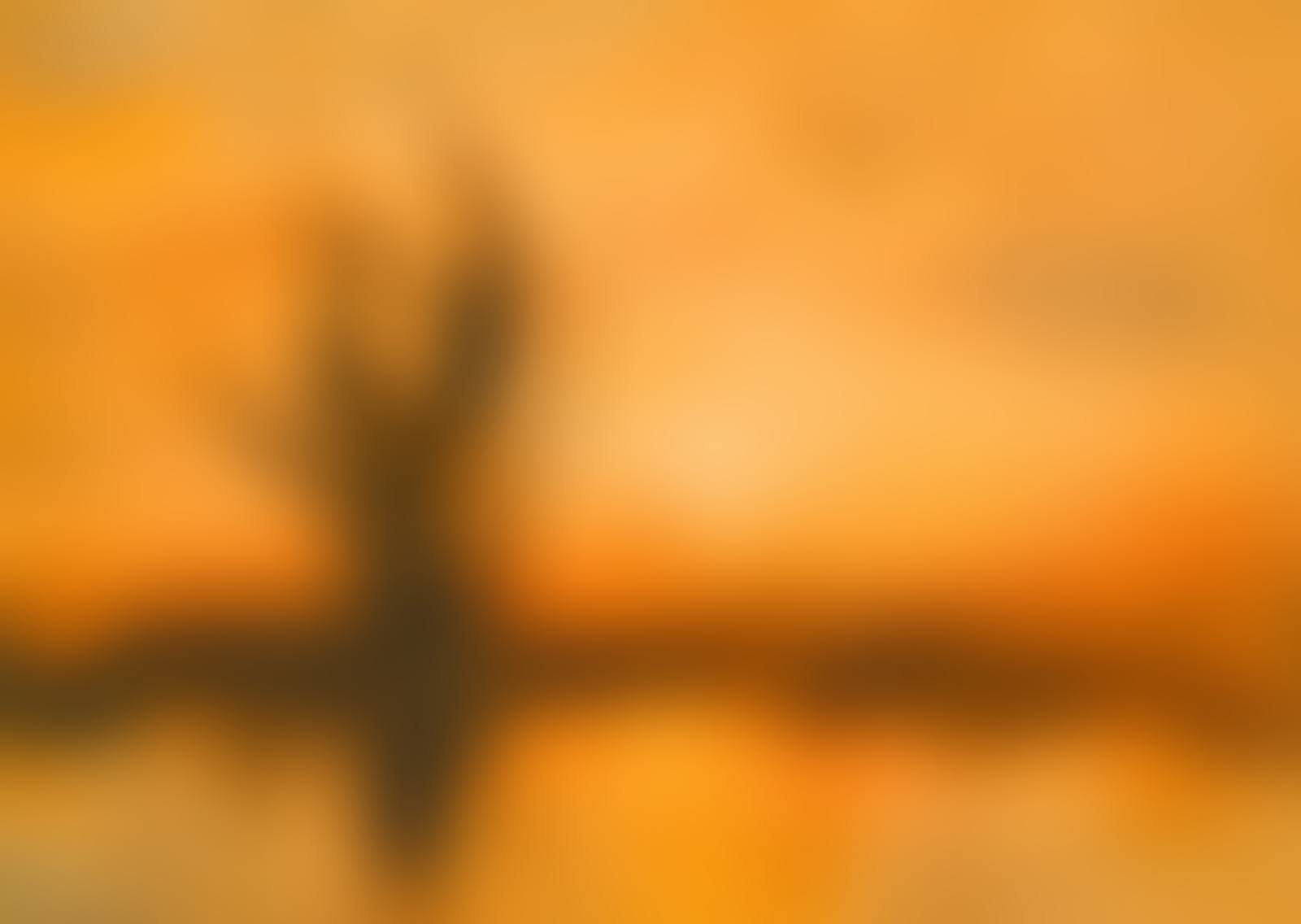 NEAR HOLYWOOD (preview)