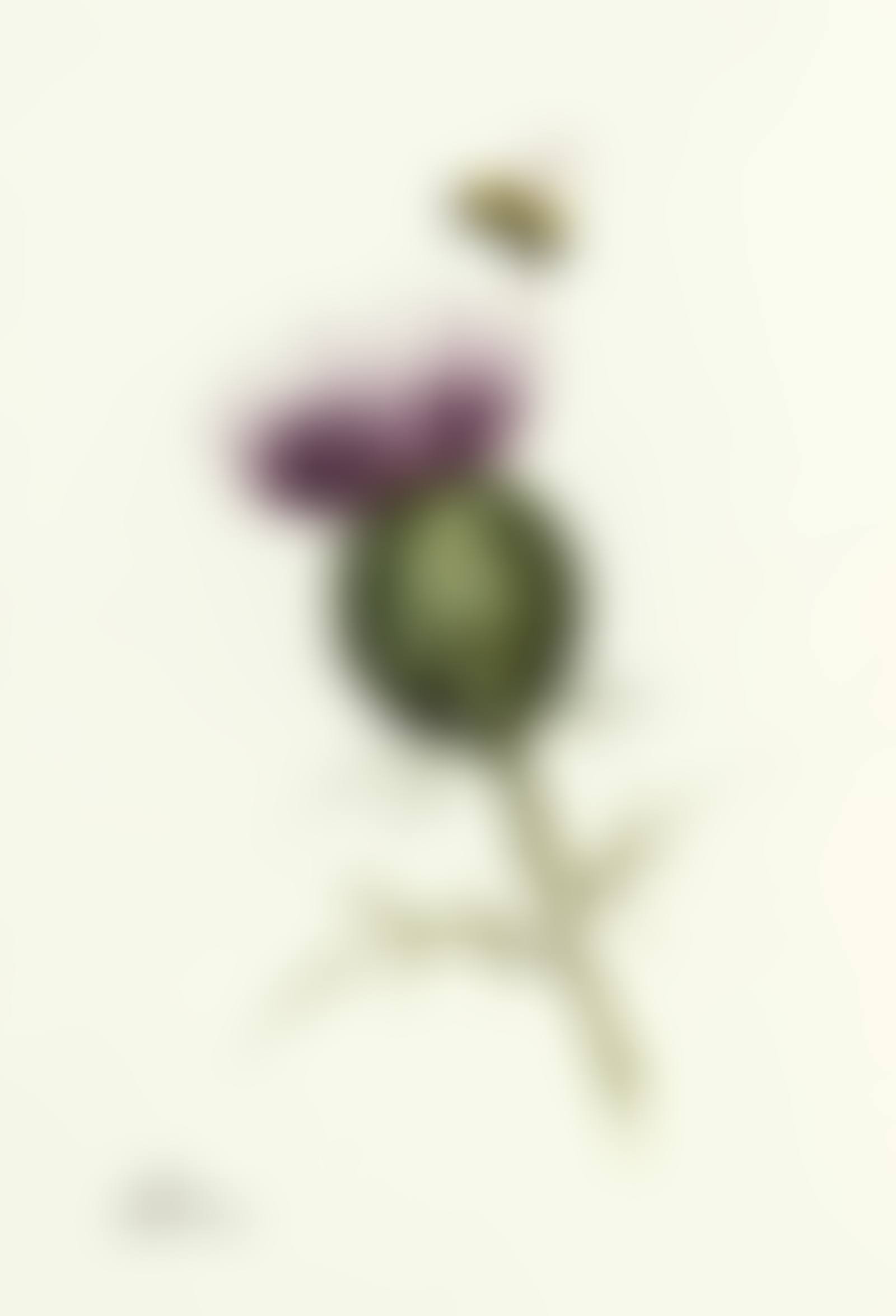 THISTLE AND BEE (preview)